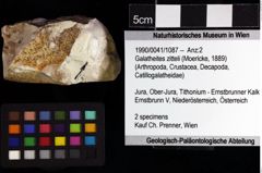 Foto (Objket + Etiketten) von Galatheites zitteli (Moericke, 1889) 